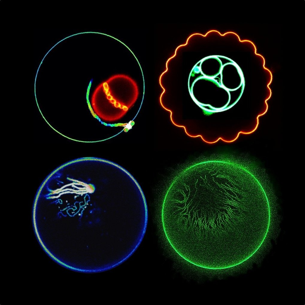 Was Zellen in Form bringt